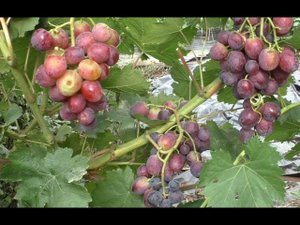 Виноград 2023. Виконт - великолепный вкус