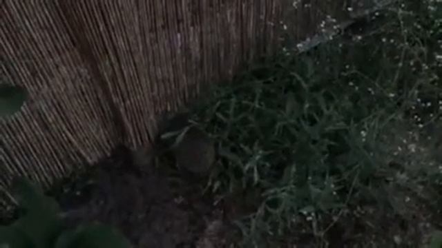 Самый крупный еж смотреть онлайн