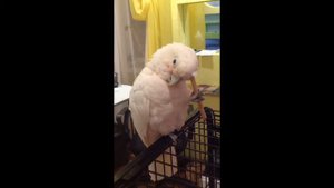 Попугай кайфует, какаду гоффина