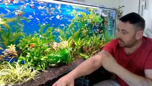 История болезни (водоросли в аквариуме)