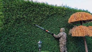 Живая изгородь туя Брабант.