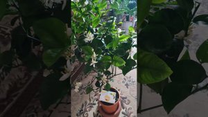 цитрус Аркобалено(лимон радужный)