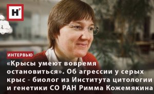 КРЫСЫ УМЕЮТ ВОВРЕМЯ ОСТАНОВИТЬСЯ. ОБ АГРЕССИИ У СЕРЫХ КРЫС ― БИОЛОГ ИЦИГ СО РАН РИММА КОЖЕМЯКИН