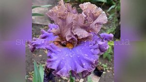 Оригинальные ирисы П. Блэка в нашем саду 2020 г., ч.1 Our collection of Paul Black's Irises, #1