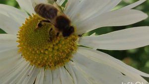 Леукантемеллы. Осеннее пчелиное кафе