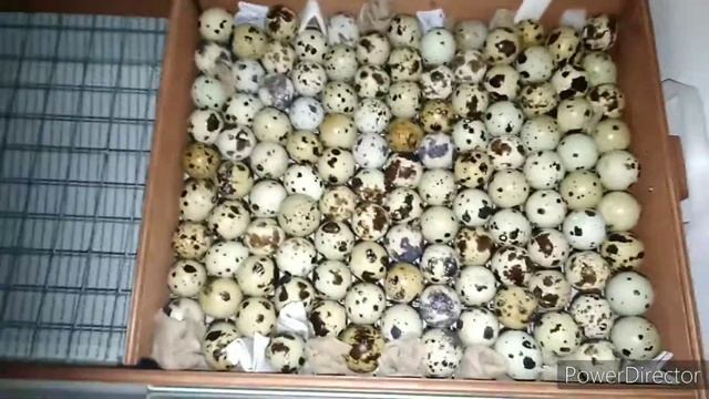 Инкубация перепелов от закладки и до вывода включительно.