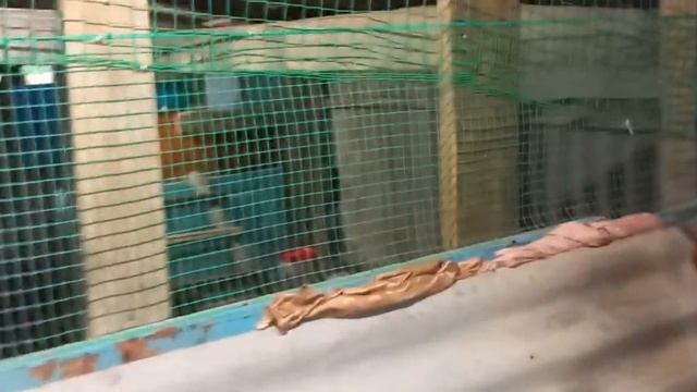 Деревенские будни. Зимнии домики для птицы готовы.утки привыкают к гнездам.скоро куплю селезня. смотреть онлайн