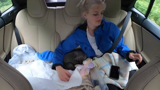 Bringing our Italian Greyhound puppy home смотреть онлайн