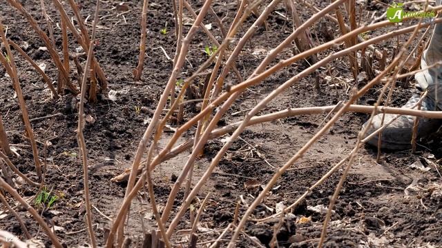 Малина весной: обрезка, подвязка, подкормка. МАСТЕР-КЛАСС О ДВУХЦИКЛИЧНОЙ МАЛИНЕ Анатолия Сидорович смотреть онлайн