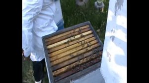 Выравнивание силы пчелиных семей. Точок 2. Пример на семьях 8, слабая и 6, сильная. 37. 00