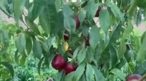 Эртапишар нектарин Биг Банг нави!