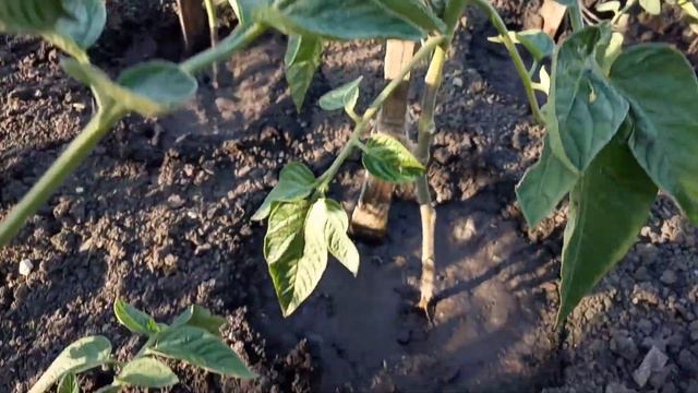 Экстренный выпуск по удобрению помидор смотреть онлайн