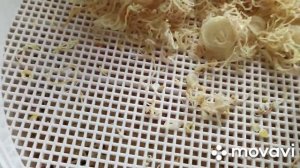 Луковая приправа. Луковый порошок.