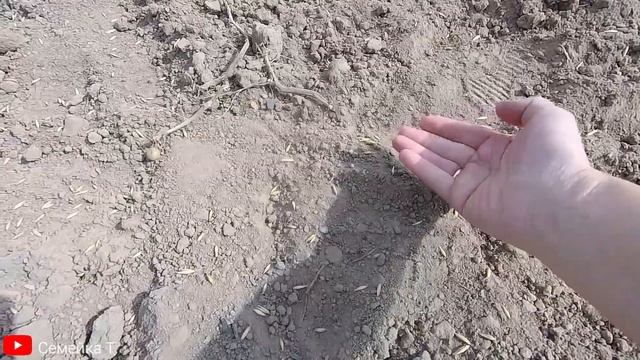 Борона и минитрактор-самоделка. Тракторок-переломка с двигателем от мотоблока