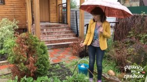 Подкормка клубники во время цветения / Ремонтантная земляника тоже требует подкормки!