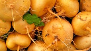 РЕПА ПОЛЬЗА И ВРЕД | польза репки, репа и ее полезность, противопоказания репы, все про репу