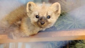 В гостях у СКАЗКИ