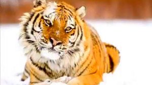 АП! И ТИГРЫ У НОГ МОИХ СЕЛИ!