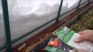 Посадка зелени в теплице под зиму