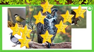 Птицы. Малыш учит. Играем вместе. Игрушки и игры с детьми.