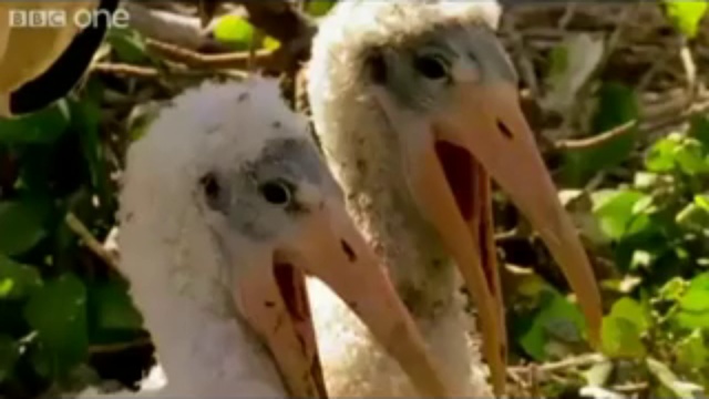 смешные животные смотреть онлайн