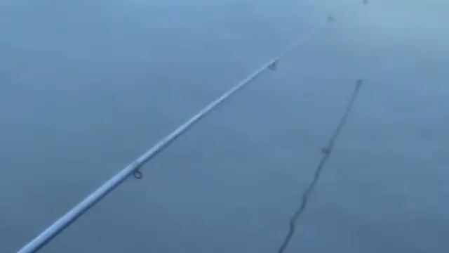 Уклейка атакует летающих муравьев смотреть онлайн