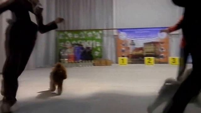 сравнение миниатюрных пуделей на ЛПП - Дюранте Вита Кисс Ми Кэт + Заря-Заряница смотреть онлайн