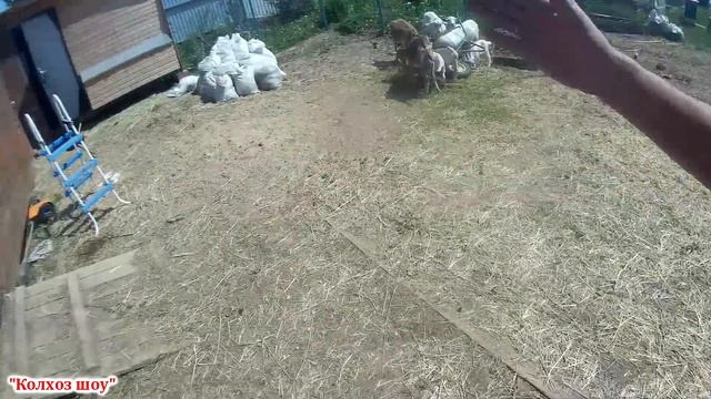 Как сделать дешевый загон для домашних коз и овец. смотреть онлайн