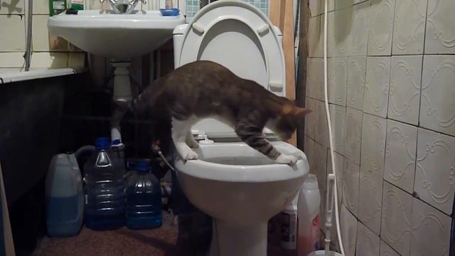 как приучить кота к унитазу Урок2 смотреть онлайн