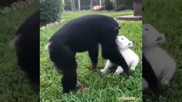 Шимпанзе разумный