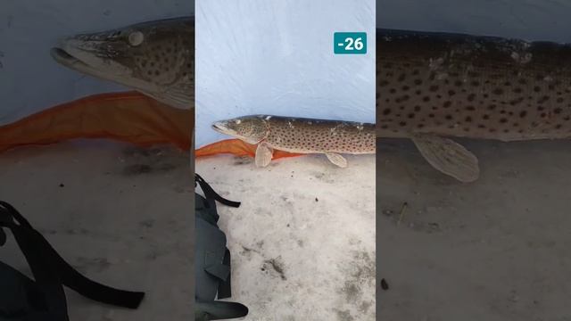 Амурская щука смотреть онлайн