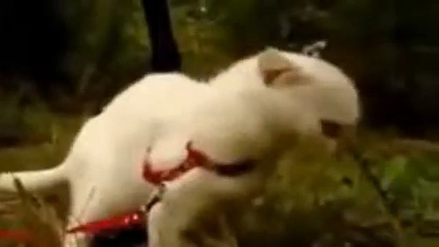 ЖУТКИЙ КОТ!!! СТРАШНО И СМЕШНО!!!! смотреть онлайн