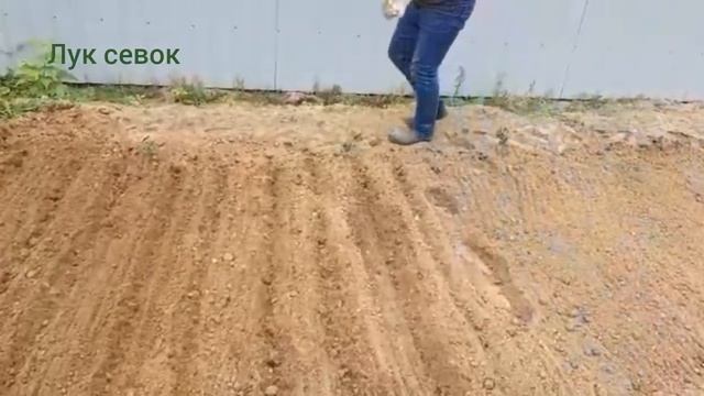 Как сажать лук севок! смотреть онлайн