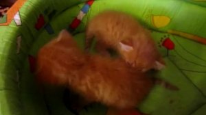 Маленькие котики балуются !