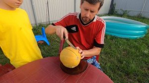 Середина августа на даче в Подмосковье. Вырастили дыню Айкидо и пробуем ее.