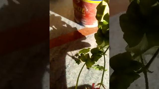 geranium || Crane's bill care смотреть онлайн