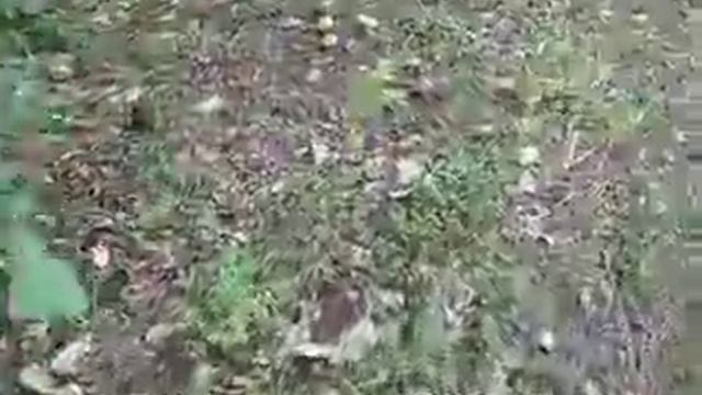 сумашедшие грибы на камчатке смотреть онлайн