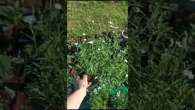 Обзор тысячелистника "Белый жемчуг"