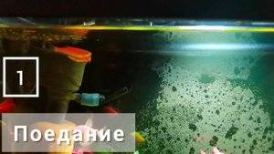 ТЕТРА. Проверка корма для аквариумных рыбок, ищем подделку.