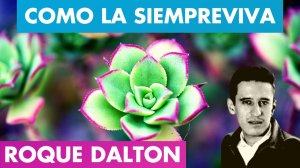 COMO LA SIEMPREVIVA ?? ROQUE DALTON | Mi Poesía es como La Siempreviva Roque Dalton | Valentina Zo