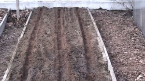 Посадка лука на репку «китайским способом»