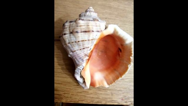 Ракушка Сказка. Автор - исполнитель Ия Ведар смотреть онлайн