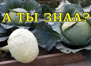 КОГДА  убирать позднюю КАПУСТУ Срезать или выкручивать?🥦🥦🥦