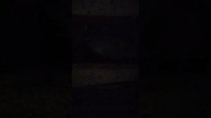 как цесарка сидит на гнезде чтоб откладывать яйцо
