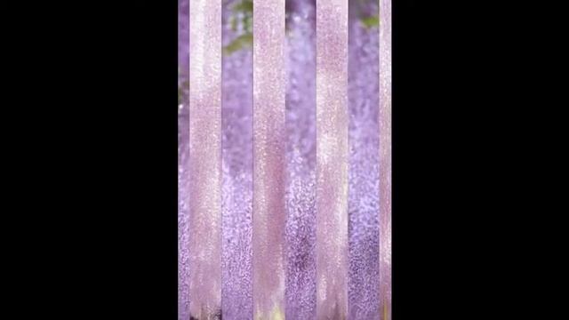 Красавица Япония, парки, цветущая сакура, клумбы смотреть онлайн