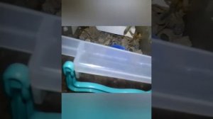 паук сольпуга