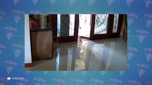Случаи, Когда Змеи Забрались в Дом, Которые Лучше не Смотреть Одному