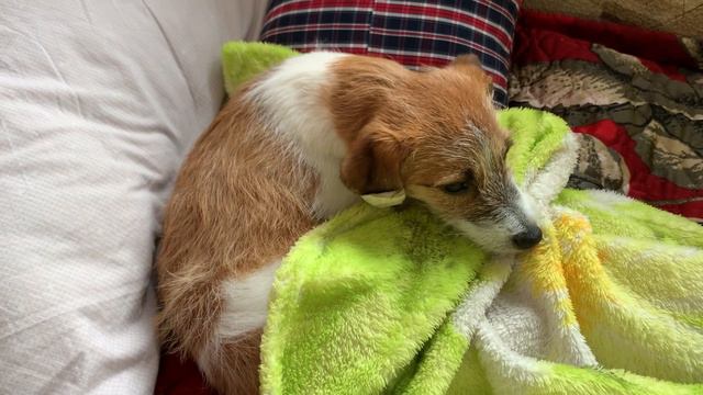 DIY. ДРТ Мирта. Собачья жизнь в комфортабельной конуре. Jack Russell puppy