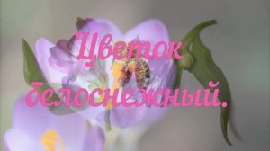 Цветок белоснежный( минус)