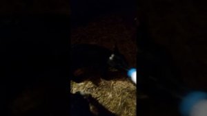 Кормление ягнят от которых отказалась мать овца
